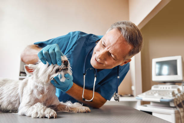 Best 24-Hour Emergency Dentist in Redwater, TX
